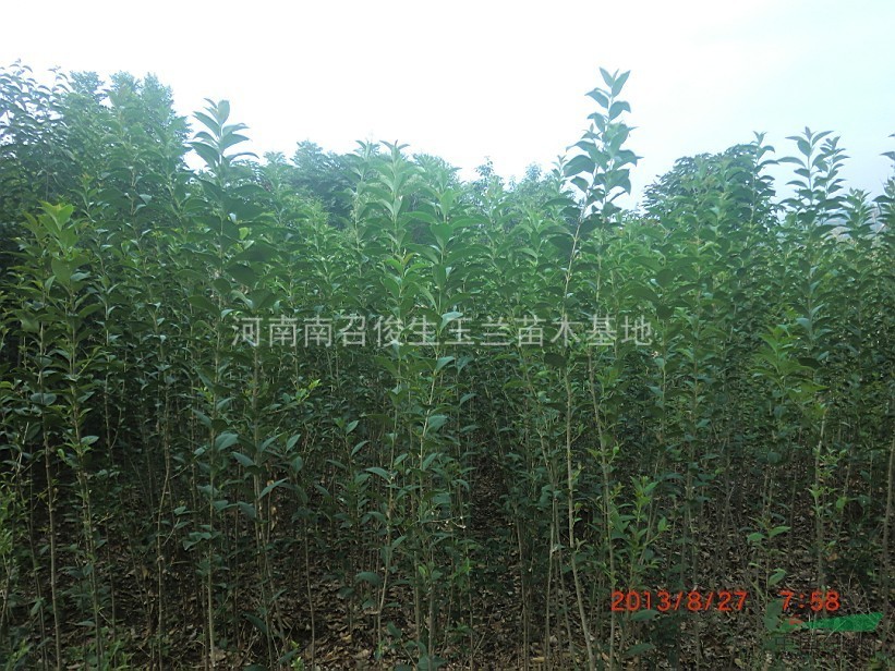 大葉女貞、河南大葉女貞、河南最低價(jià)格大葉女貞、大葉女貞苗