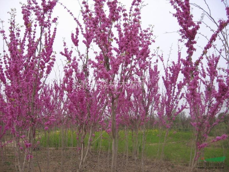 紫荊1-15分叉，冠20-200苗圃直銷、樹形/土球好