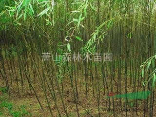 垂柳米徑1-15公分苗圃直銷、樹形/土球好 青皮 黃皮 金絲