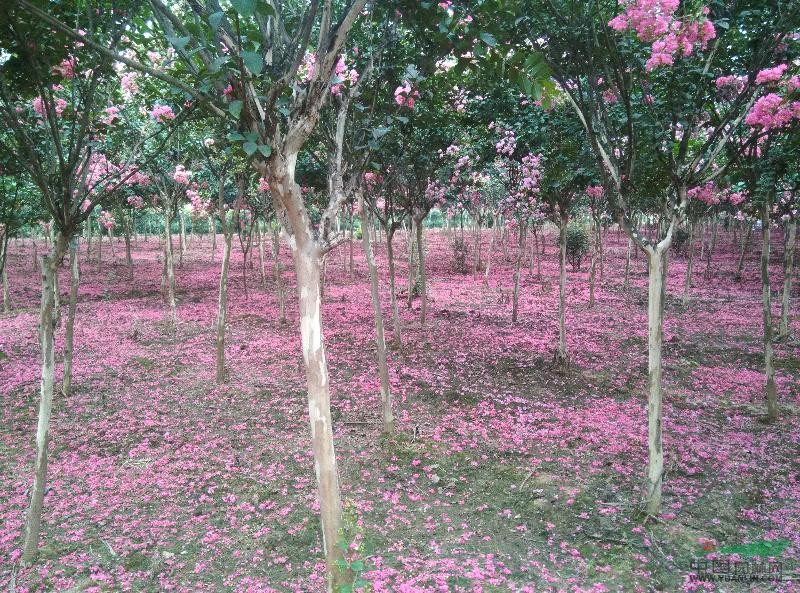 紅花紫薇