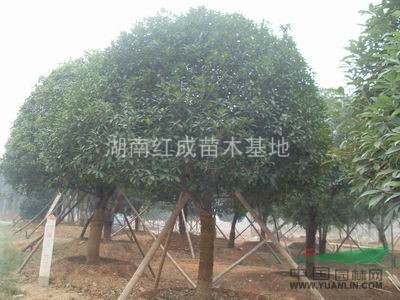 大量供應(yīng)湖南移栽香樟/4-20cm桂花/廣玉蘭2-20cm
