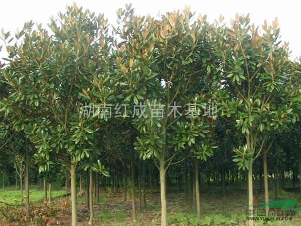大量供應(yīng)湖南移栽香樟/4-20cm桂花/廣玉蘭2-20cm