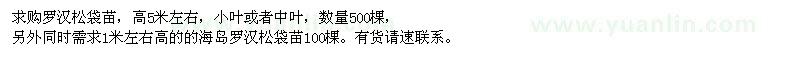 求購(gòu)高5米左右羅漢松袋苗