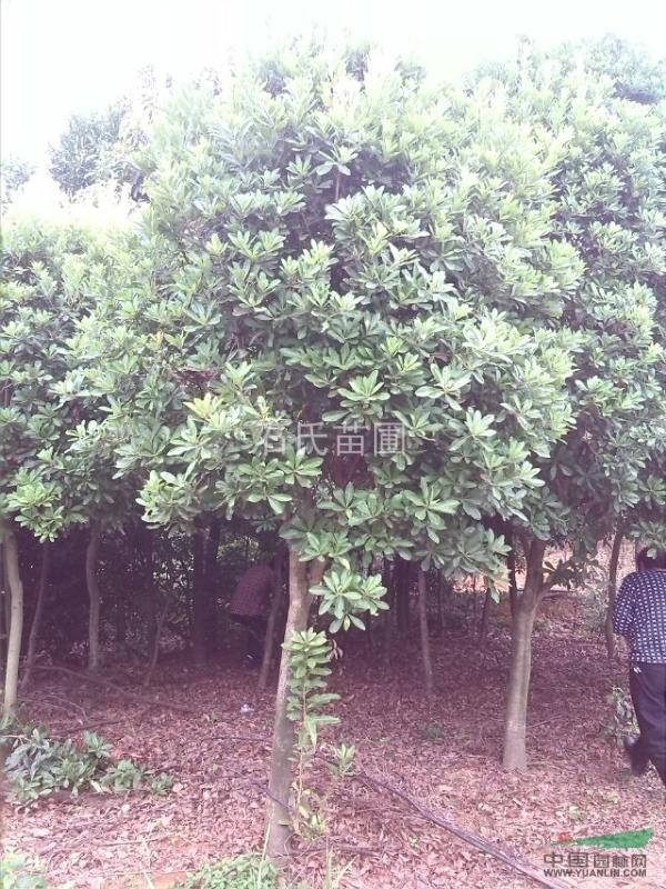 湖南長(cháng)沙石氏苗圃供應3-15公分楊梅