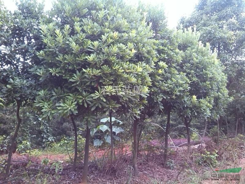 湖南長(cháng)沙石氏苗圃供應3-15公分楊梅