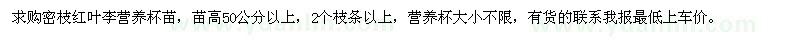 求購密枝紅葉李營(yíng)養(yǎng)杯苗