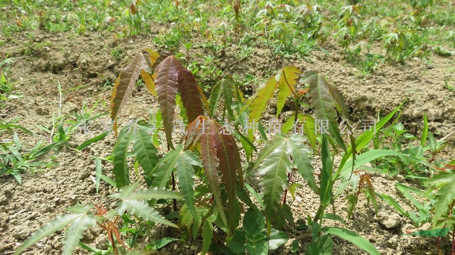 批發(fā)一年生青楓小苗。青楓苗、嫁接紅楓就用青楓苗