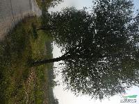 湖北荊門(mén)國(guó)槐價(jià)格、白蠟，法桐大規(guī)格柳樹(shù)價(jià)格