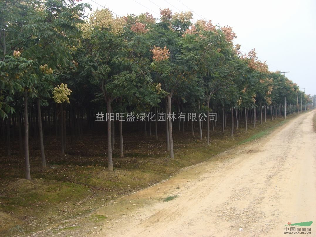 八月份湖南黄山栾树3米截杆大量供应