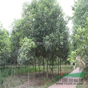 云南苗木供應(yīng)香樟8公分