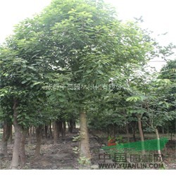 云南苗木供應(yīng)香樟8公分