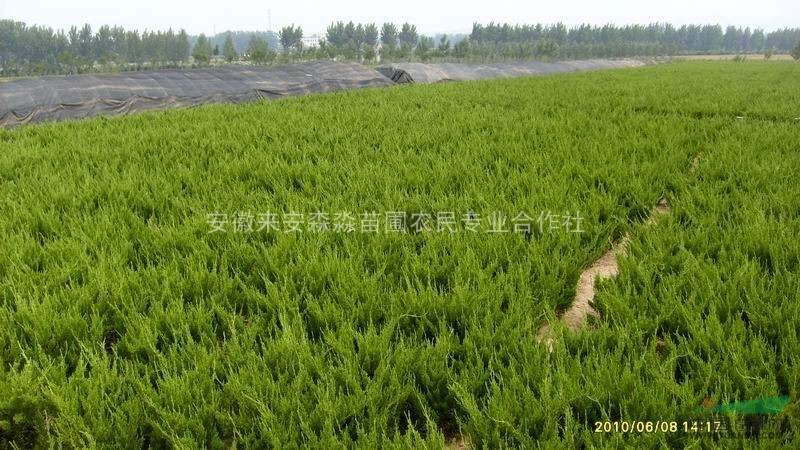 2000千萬龍柏紅葉石楠容器-地插苗低價出售