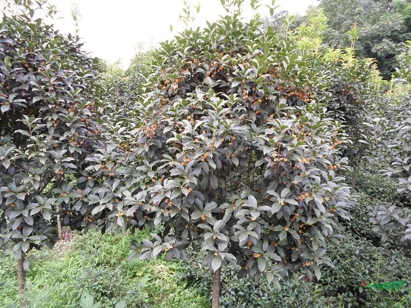 四川丹桂介紹 四川丹桂供應(yīng)