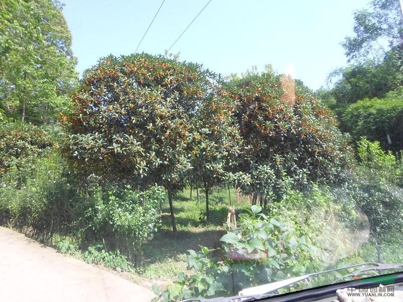 四川丹桂介紹