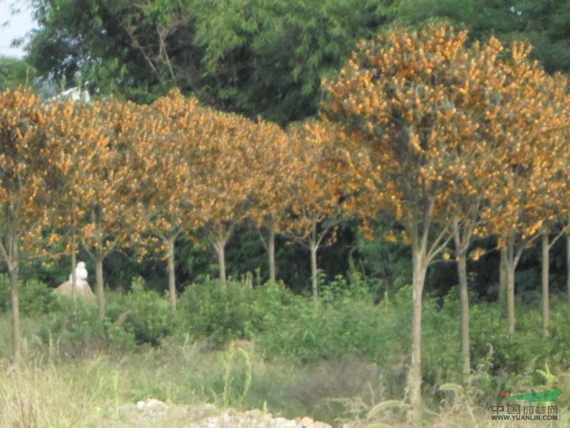 四川丹桂供應(yīng) 四川丹桂報(bào)價(jià)