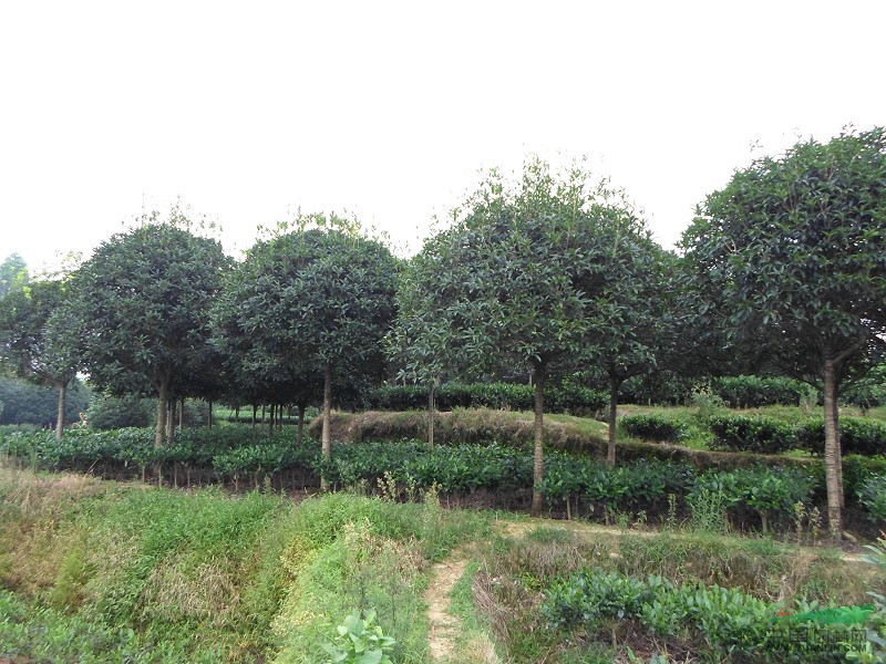 四川丹桂供應 四川丹桂圖片