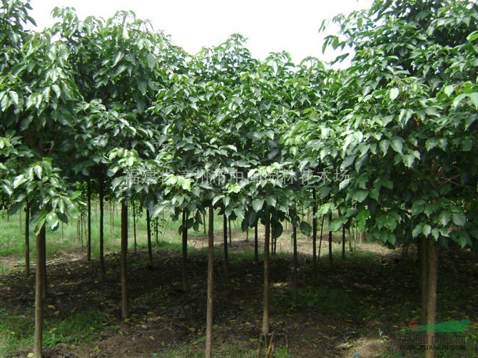 重阳木（秋枫）米径5-100公分，地苗和袋苗，自产自销