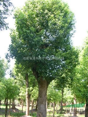 香樟：米徑5-100公分地苗和袋苗，自產自銷