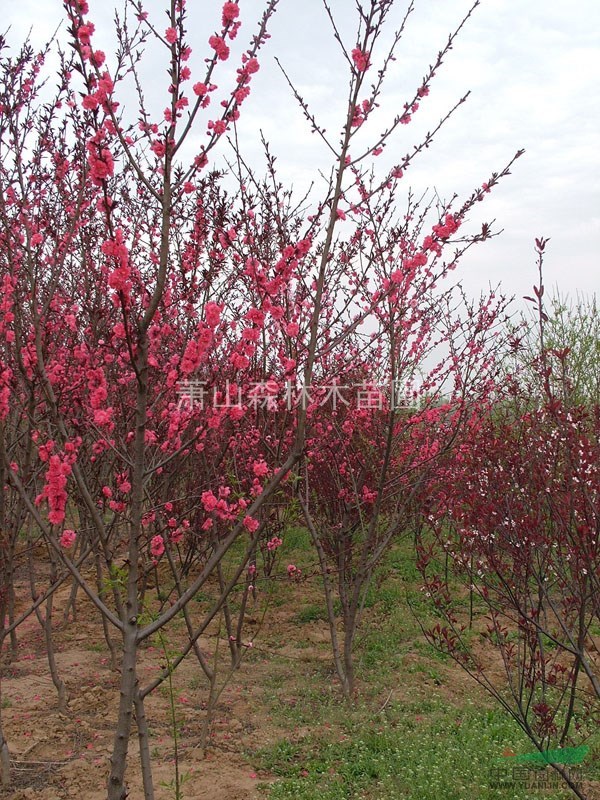 低價直銷//浙江紅葉碧桃//蕭山紅葉碧桃，樹形美、土球好