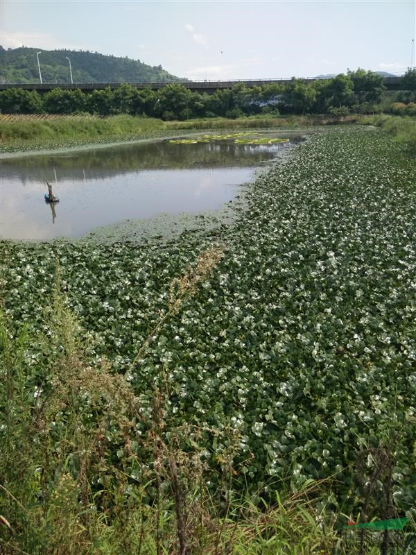 蕭山大量供應慈姑