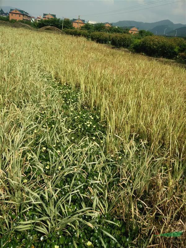 蕭山大量供應金線菖蒲