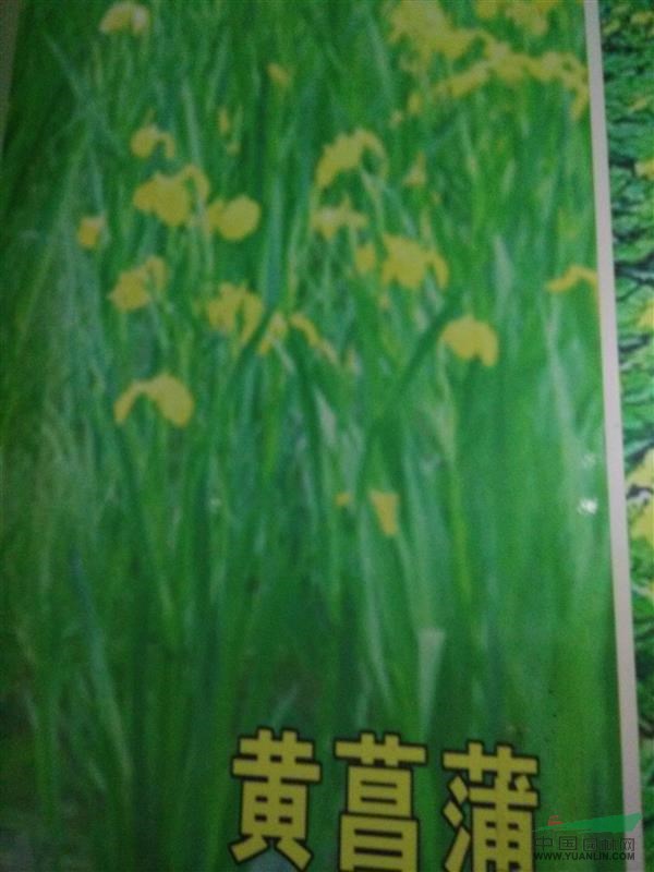 蕭山大量供應金線菖蒲