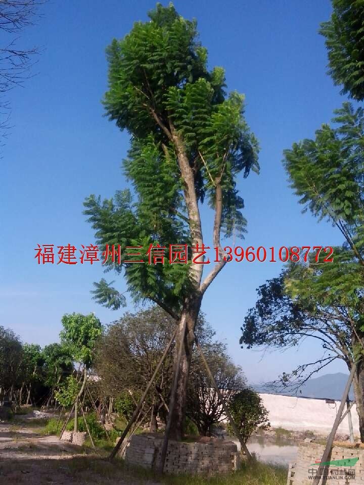 大規(guī)格藍(lán)花楹