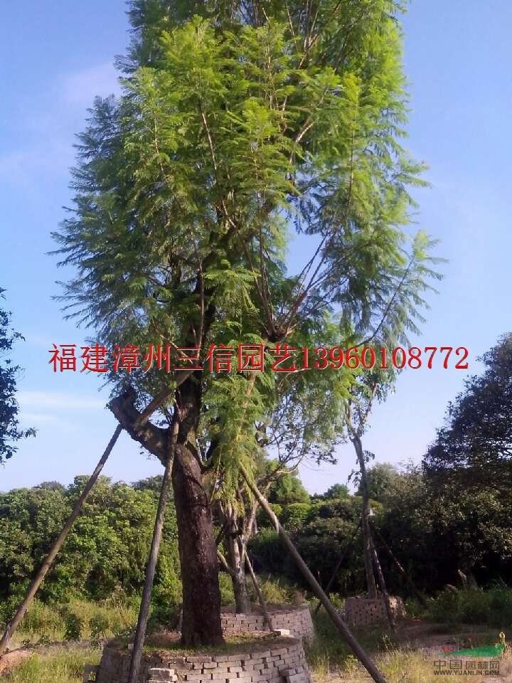 大規(guī)格藍(lán)花楹