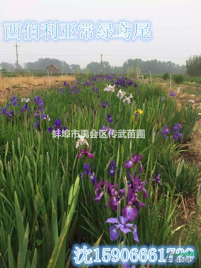 杭州蕭山大量供應(yīng)常綠水生鳶尾