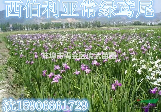 杭州蕭山大量供應(yīng)常綠水生鳶尾