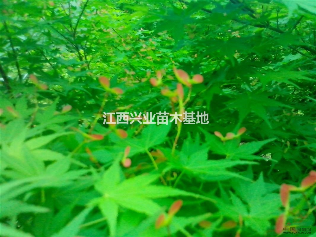 小葉雞爪槭小苗