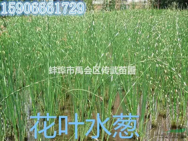 杭州蕭山大量供應(yīng)花葉水蔥