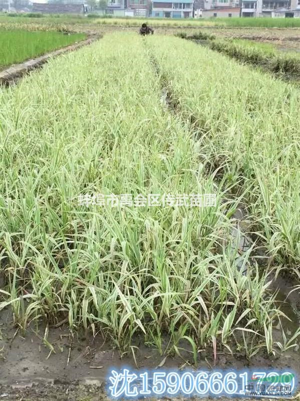 杭州蕭山常年大量供應(yīng)花葉蘆竹和其它水生植物，地被植物自產(chǎn)自銷