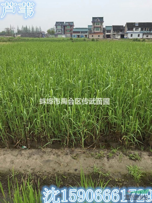 杭州蕭山大量供應(yīng)花葉蘆葦，和其它水生植物，地被植物，自產(chǎn)自銷