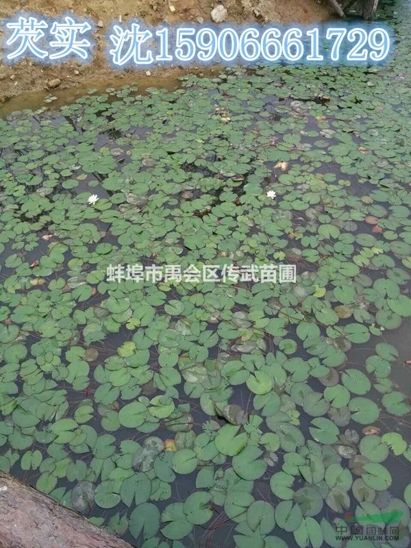 杭州蕭山常年大量供應澤瀉，和其它水生植物，地被植物，自產自銷