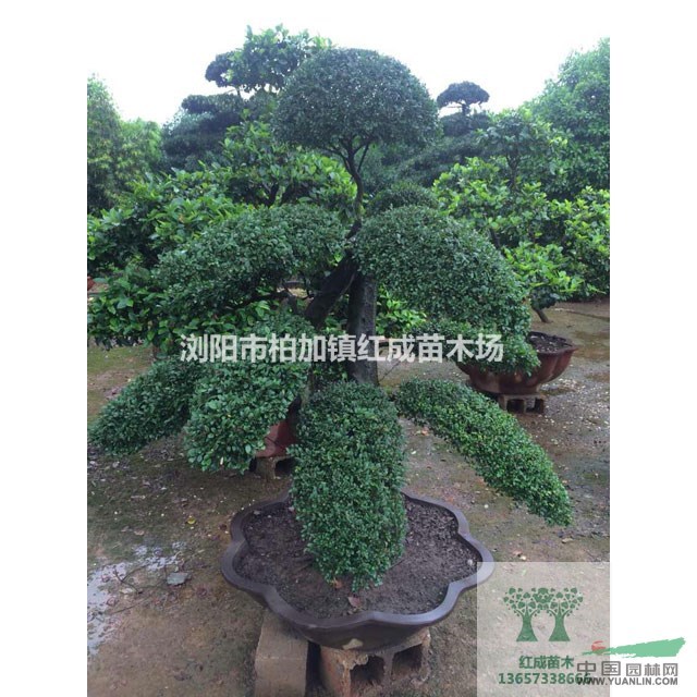 造型榆樹古樁/造型榆樹/造型榆樹盆景30公分造型榆樹樁