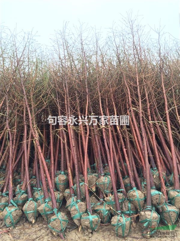 大量供應(yīng)優(yōu)質(zhì)精品落羽杉.墨西哥落羽杉