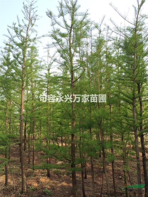 大量供應(yīng)優(yōu)質(zhì)精品落羽杉.墨西哥落羽杉