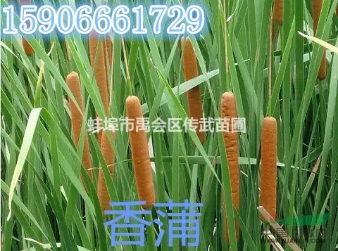 浙江杭州蕭山大量供應(yīng)香蒲2000萬(wàn)芽，自產(chǎn)自銷(xiāo)，價(jià)格優(yōu)惠。