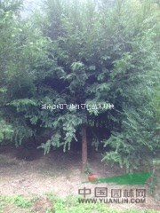 供應(yīng)1000株胸徑10-13公分的紅豆杉大樹苗