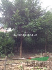 供應(yīng)1000株胸徑10-13公分的紅豆杉大樹苗