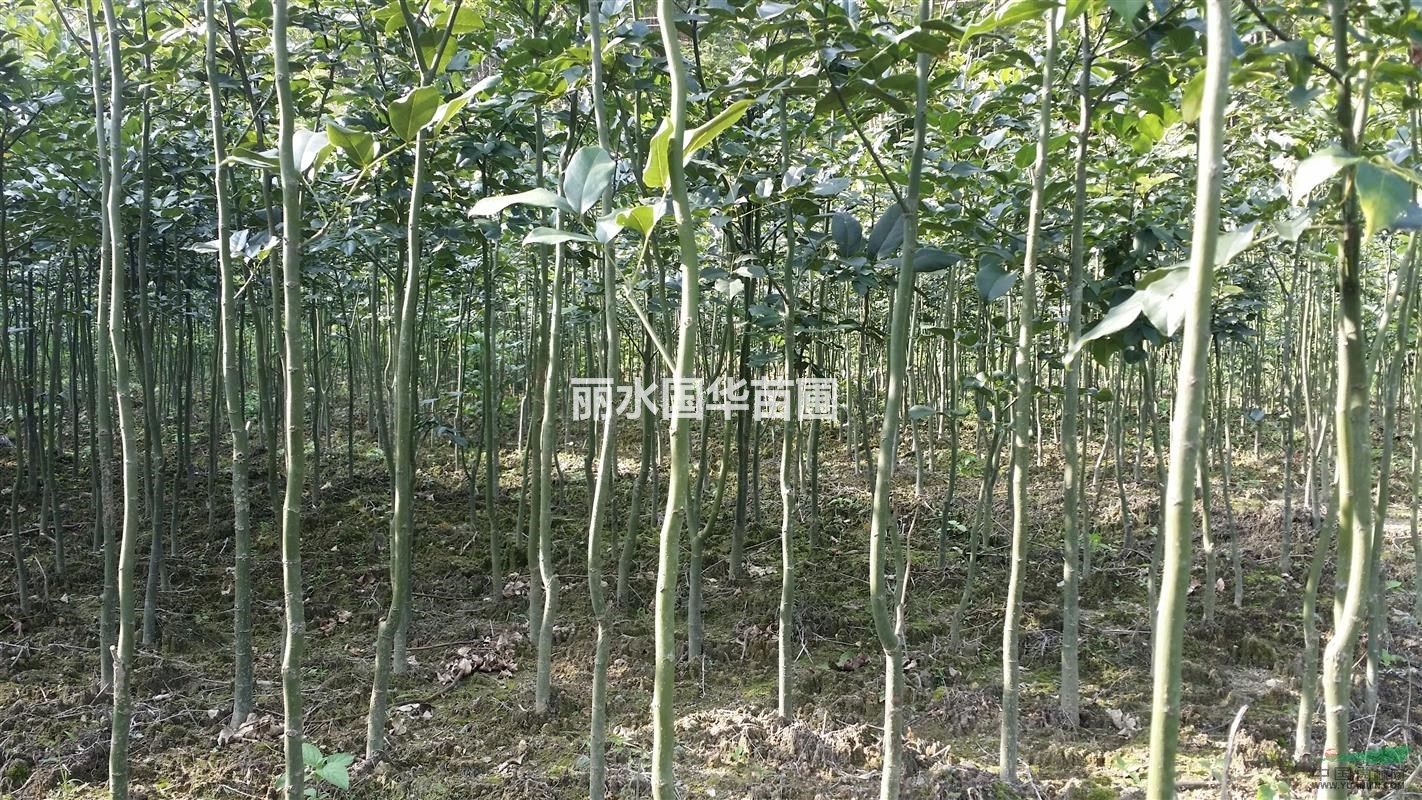 供應(yīng)花梨木（鄂西紅豆樹）樹苗