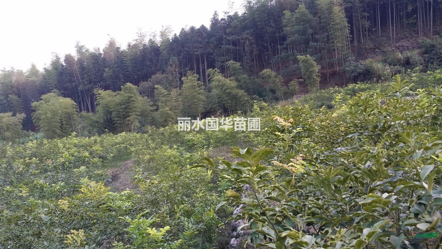 供應(yīng)花梨木（鄂西紅豆樹）樹苗
