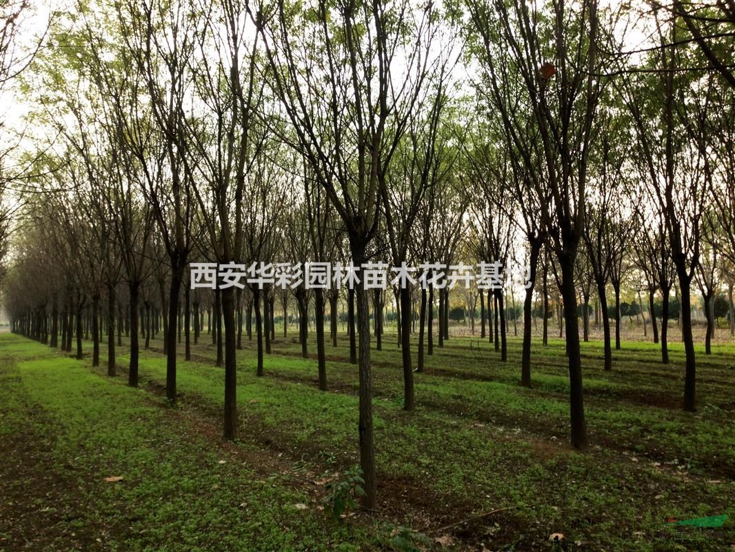 陕西国槐基地供应7-8-9-10-11-12-13公分国槐