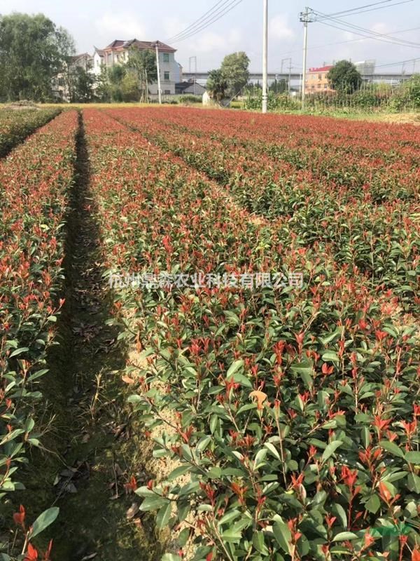 紅葉石楠球/柱子/籬笆/色塊苗圃直銷,土球好