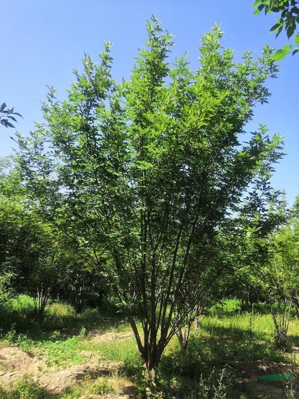 叢生黃蠟，叢生白蠟基地，叢生白蠟價格