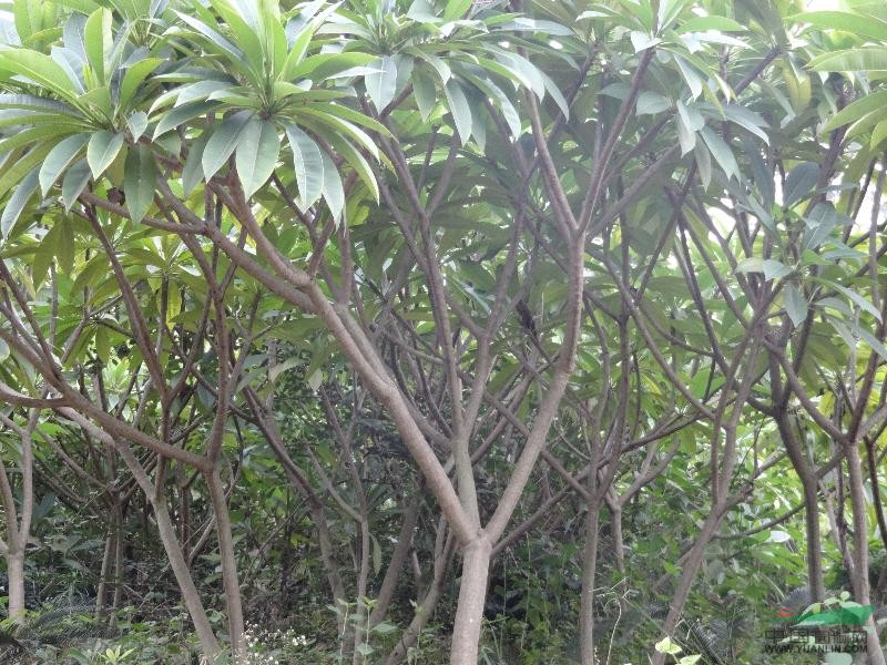 雞蛋花圖片\雞蛋花報(bào)價(jià)