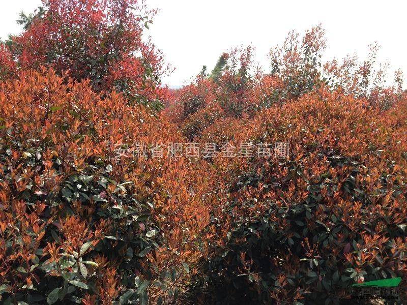 安徽肥西大量供應(yīng)桂花、紅葉李、紫薇、紅葉石楠、紅花繼木、廣玉蘭等苗木