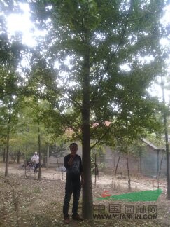 大型苗圃實生銀杏基地