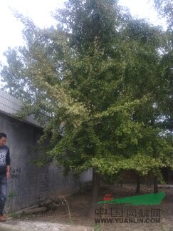 大型苗圃實生銀杏基地